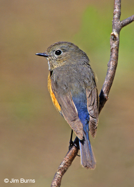 Red-flanked Bluetail