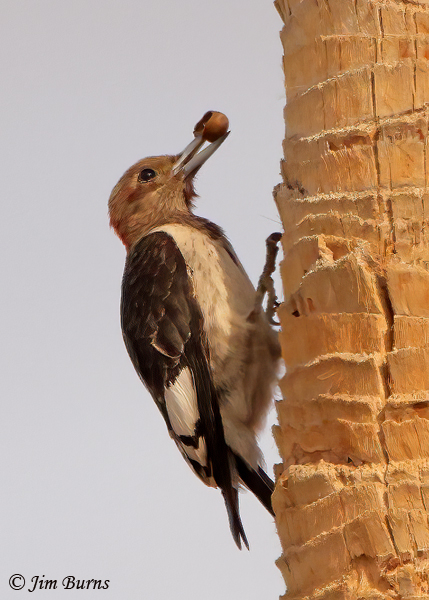 Red-headed Woodpecker juvenile with acorn--5494