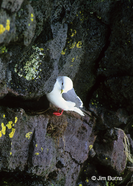 Red-legged Kittiwake at nest