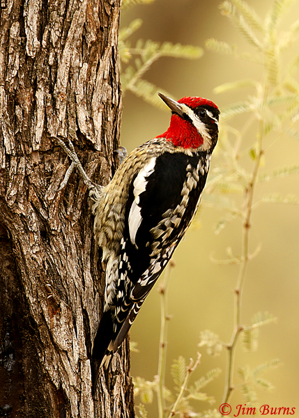 Red-naped Sapsucker male on Mesquite--4840