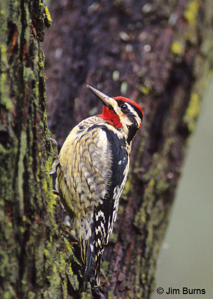 Red-naped Sapsucker male on lichen
