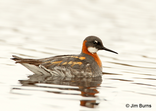 Red-necked Phalarope female alternate plumage
