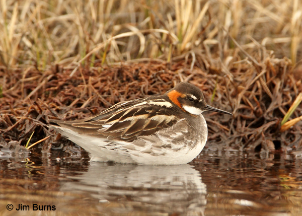 Red-necked Phalarope male alternate plumage