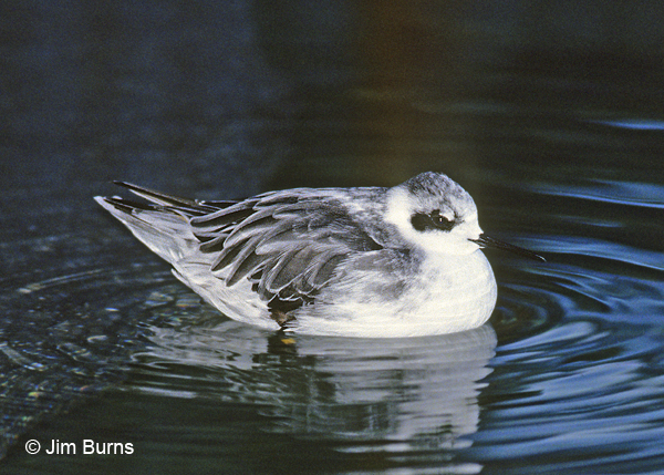 Red-necked Phalarope winter