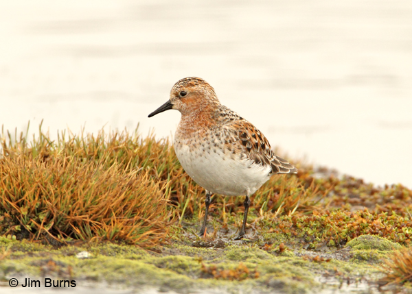 Red-necked Stint #2