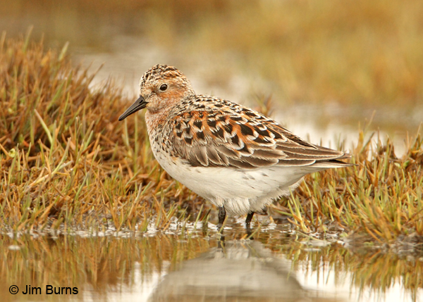 Red-necked Stint