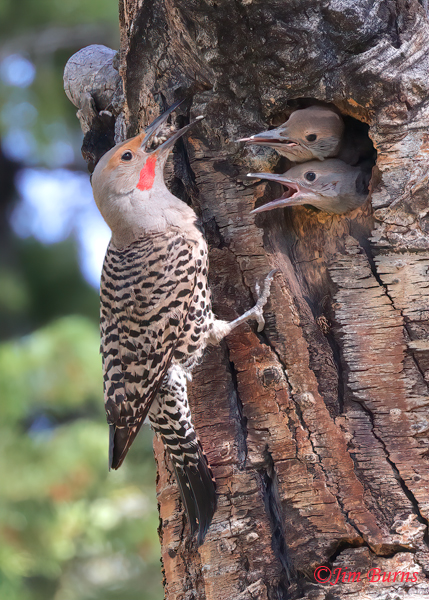 Red-shafted male bringing mouthful of insect eggs to nestlings--6983