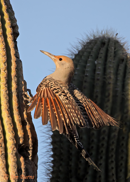 Red-shafted Flicker female sunrise in the desert--8004
