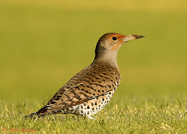 Red-shafted Flicker female at work in dirt--9182