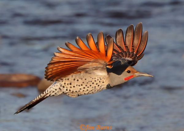 Red-shafted Flicker male in flight, upstroke--7516