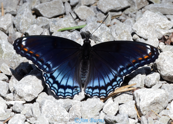 Red-spotted Purple, Michigan--7019