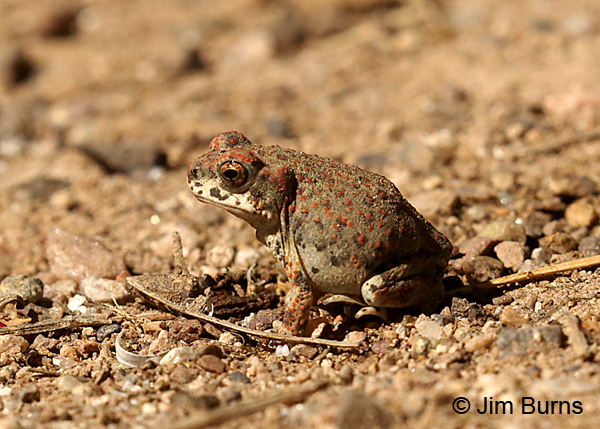 Red-spotted Toad