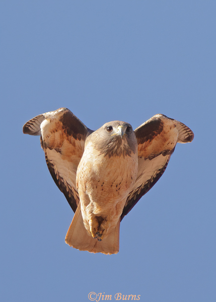 Red-tail Hawk tucked in and running down the wind-1978