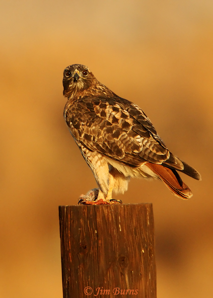 Red-tail classic with mouse