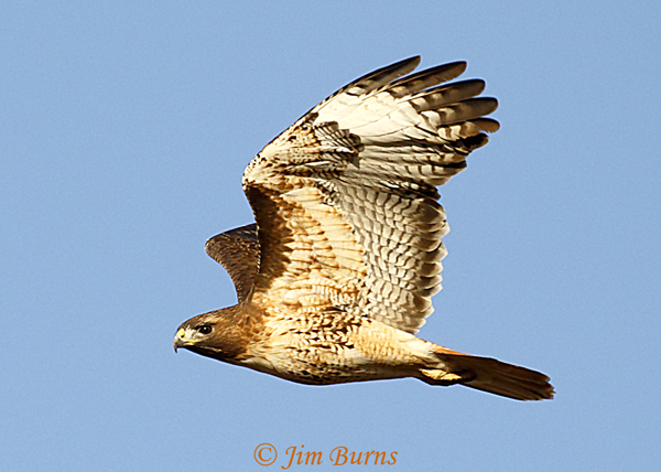 Red-tailed Hawk light morph western in flight ventral view--6402