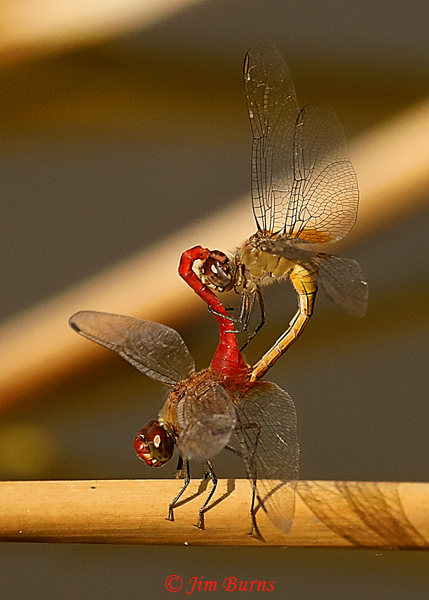 Red-tailed Pennant pair in wheel, Hidalgo Co., TX, November 2019--7583
