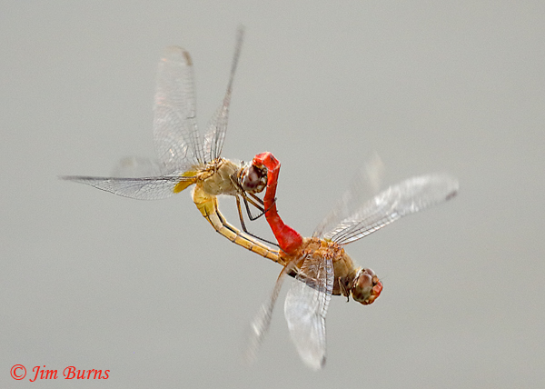 Red-tailed Pennant pair flying in wheel, Hidalgo Co., TX, November 2019--7585