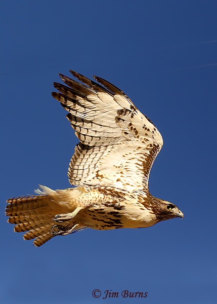 Red-tailed Hawk juvenile underwing--0218