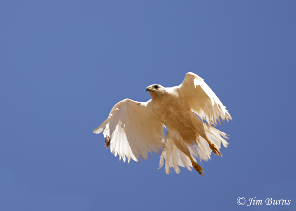 Red-tailed Hawk--Lucy in flight #2--3435