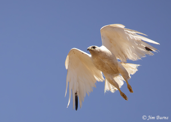 Red-tailed Hawk--Lucy in flight showing black primaries--3437