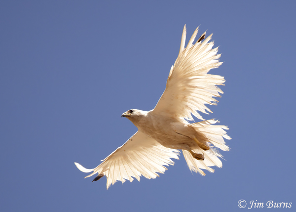 Red-tailed Hawk--Lucy in flight--3440