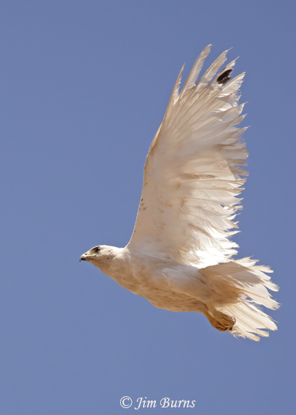 Red-tailed Hawk--Lucy in flight ventral wing--3443