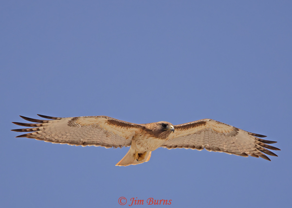 Red-tailed Hawk--Lucy's normal mate--3551