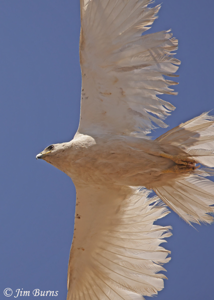 Red-tailed Hawk--Lucy overhead--3559