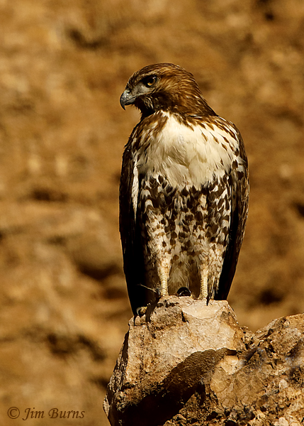 Red-tailed Hawk adult light morph western on cliff--7532