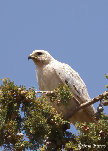 Red-tailed Hawk--Lucy on nest tree #2--3425