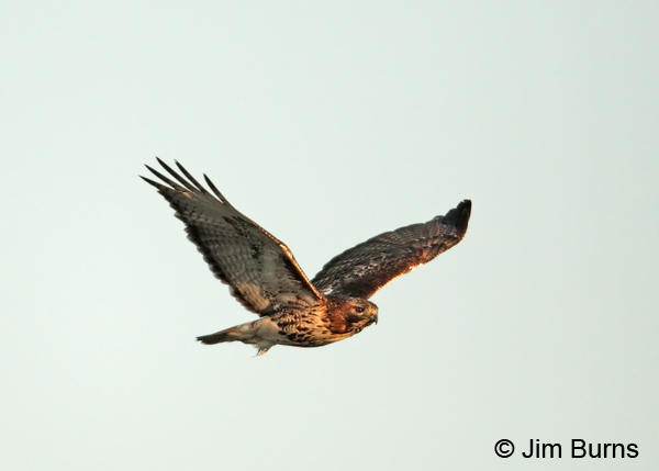 Red-tailed Hawk adult eastern in flight