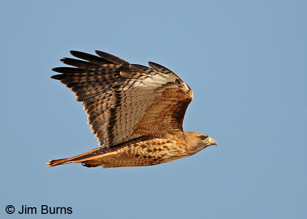Red-tailed Hawk adult light morph western underparts