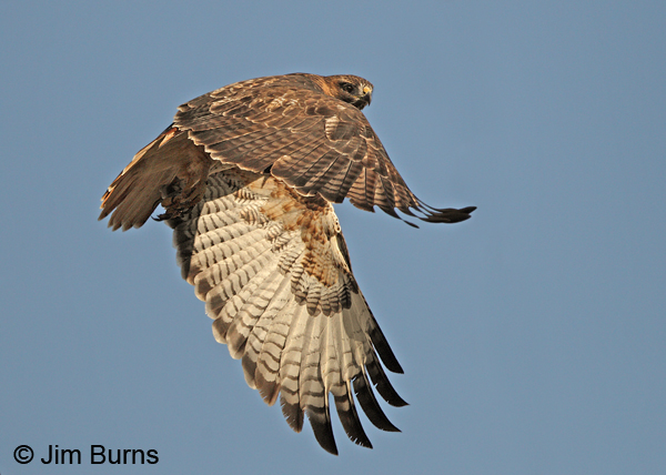 Red-tailed Hawk adult light morph western over and under