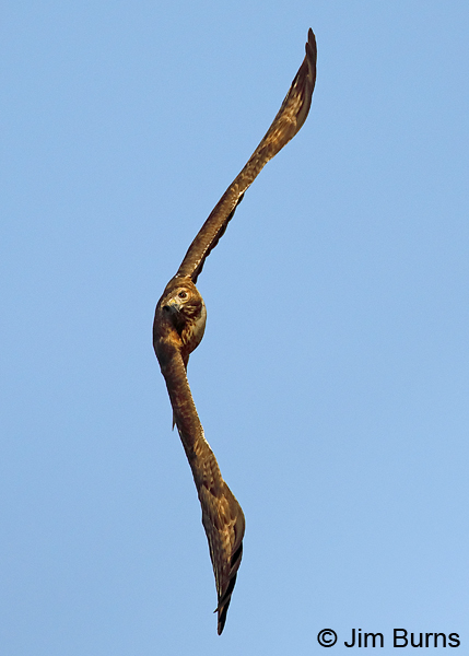 Red-tailed Hawk banking