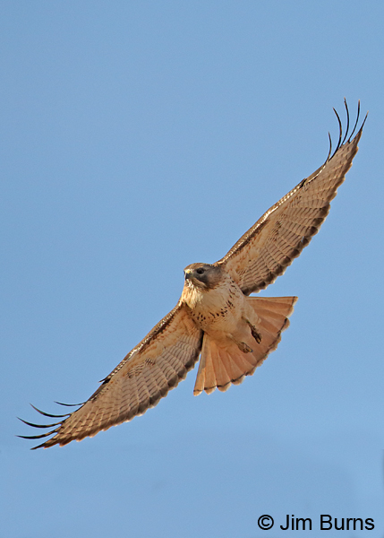 Red-tailed Hawk fingers in the sky vertical