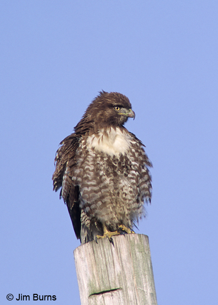 Red-tailed Hawk juvenile light morph western on post