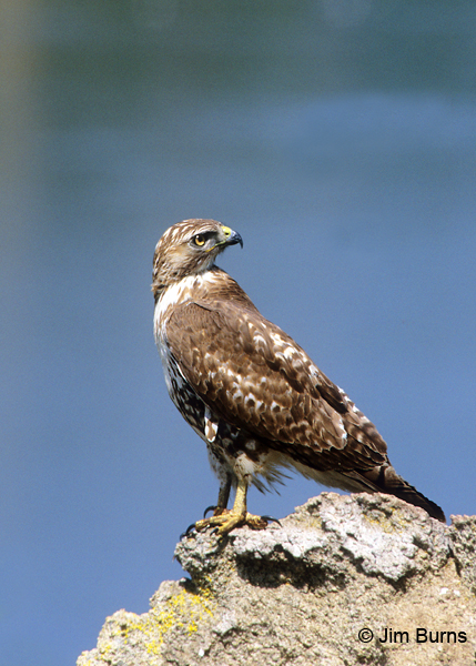 Red-tailed Hawk juvenile light morph western on rock
