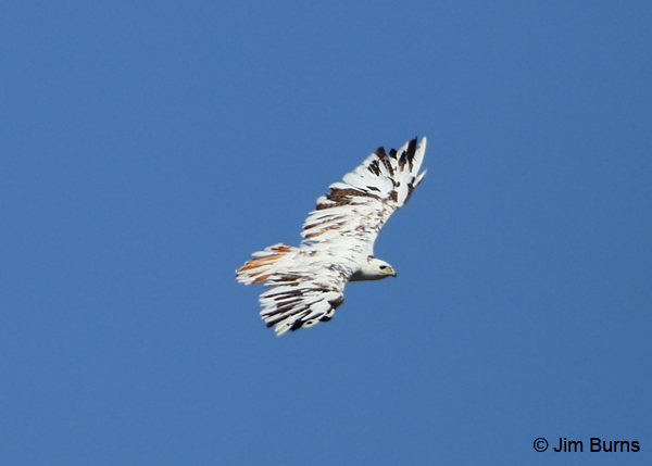 Red-tailed Hawk leucistic in flight dorsal