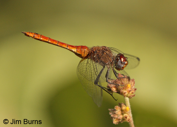 Red-tailed Pennant female, Monroe Co., FL, December 2012
