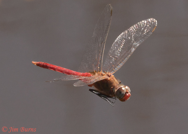 Red-tailed Pennant male in flight, Pinal Co., AZ, July 2021--0180