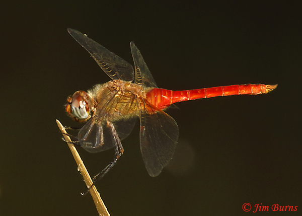 Red-tailed Pennant male, Maricopa Co., AZ, October 2020--8140