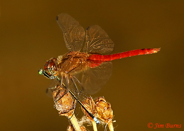 Red-tailed Pennant male with male Rambur's Forktail, Maricopa Co., AZ, October 2020--8735