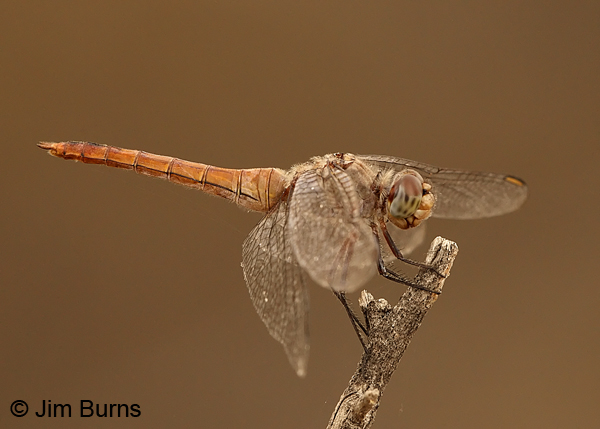 Red-tailed Pennant female, Maricopa Co., AZ, August 2013