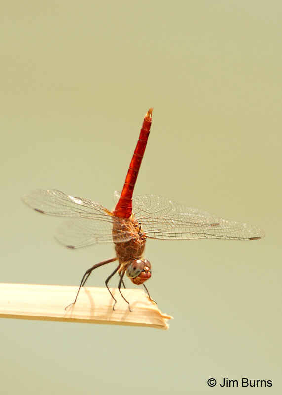 Red-tailed Pennant male, Pinal Co., AZ, September 2011