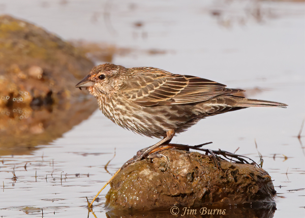 Red-winged Blackbird female with insect--1936
