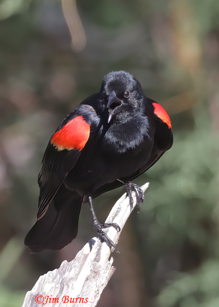 Red-winged Blackbird male calling while displaying--9577