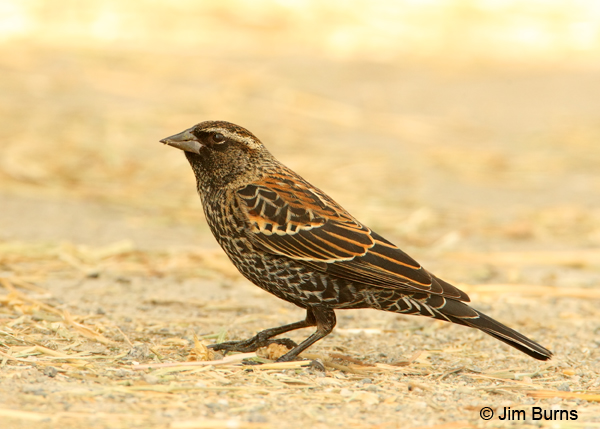Red-winged Blackbird female rufous back