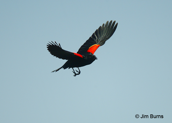 Red-winged Blackbird in flight