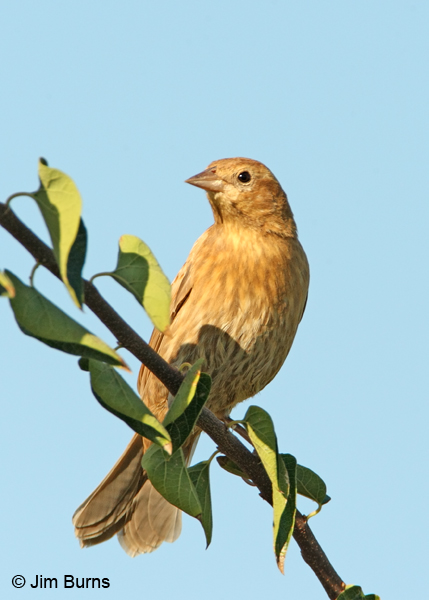 Red-winged Blackbird leucistic female