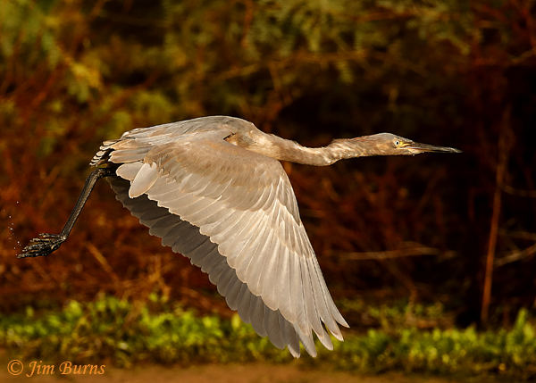 Reddish Egret immature--9930